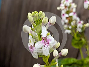 A close up of Pseuderanthemum carruthersii or theÂ Carruthers falseface flower photo